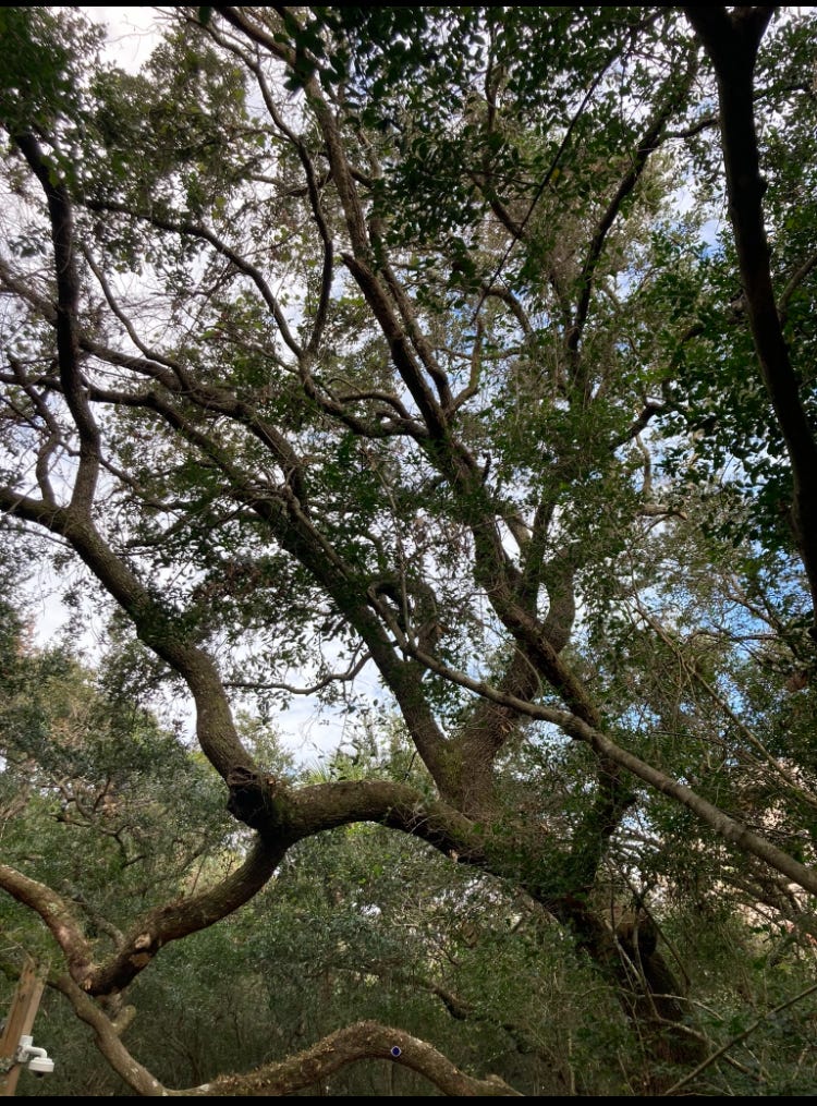 Where Do The Leaves Go When They Are&nbsp;Gone?